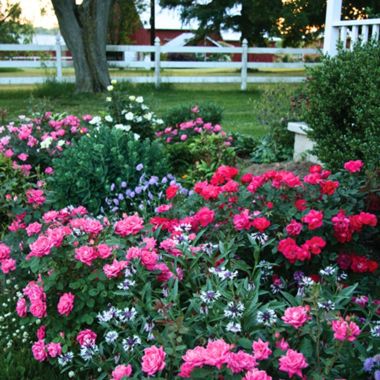 Collection of flowers in landscape