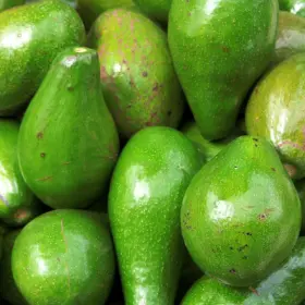 Photo of Fuerte Avocado Tree