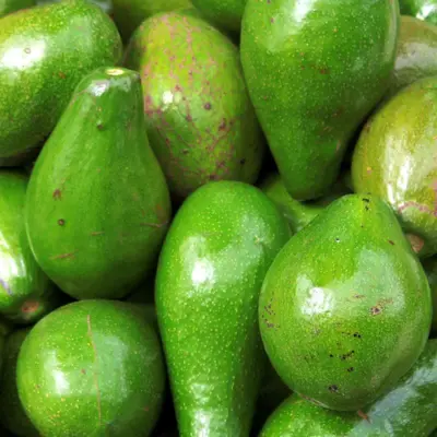 Photo of Fuerte Avocado Tree