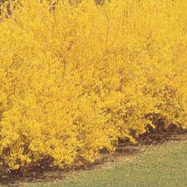 Photo of Lynwood Gold Forsythia Plant