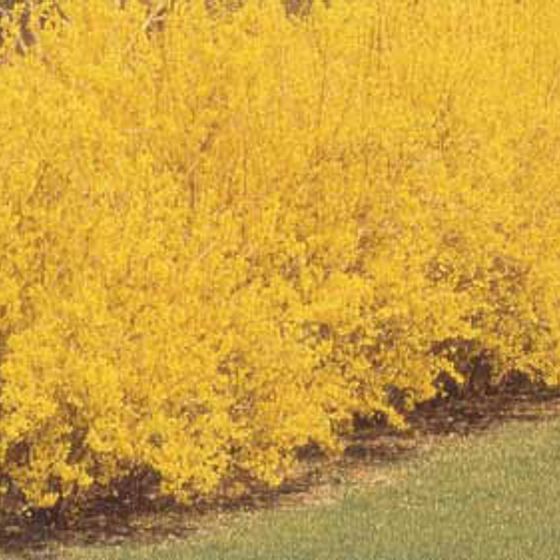 Photo of Lynwood Gold Forsythia Plant