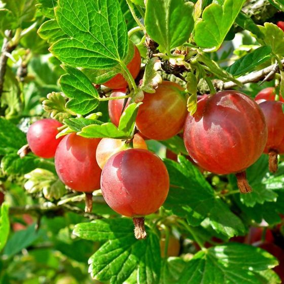 Photo of Pixwell Gooseberry Plant