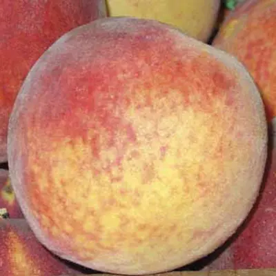 Photo of Canadian Harmony Peach Tree