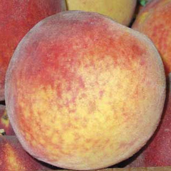 Photo of Canadian Harmony Peach Tree