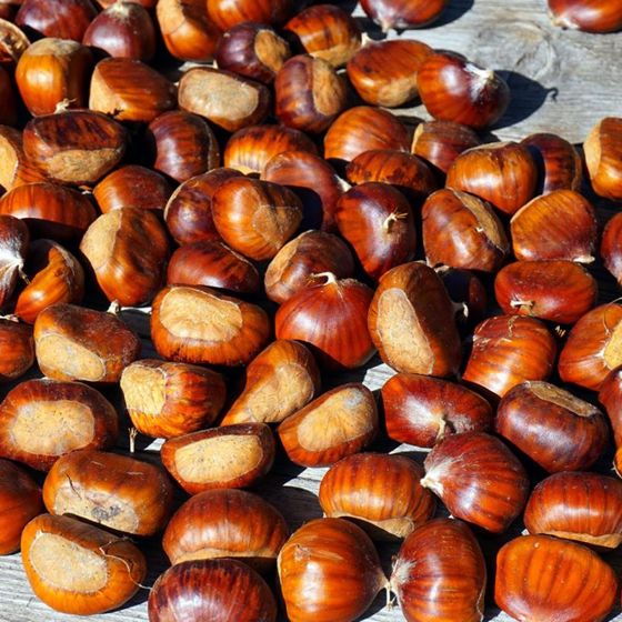 6 Unrooted Cuttings – Organic Dunstan American-Chinese Disease Resistant Chestnut
