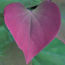 Photo of Merlot Redbud Tree
