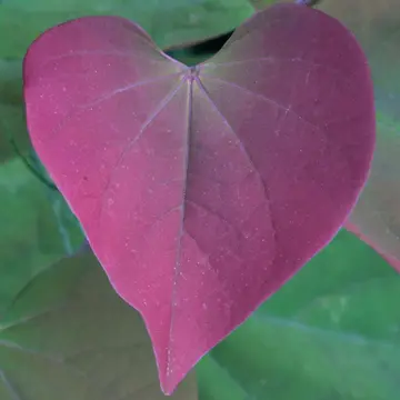 Photo of Merlot Redbud Tree