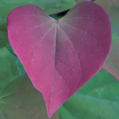Photo of Merlot Redbud Tree