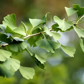 Photo of Princeton Sentry® Ginkgo Tree
