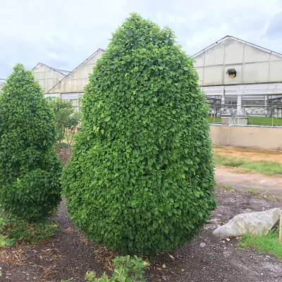 Photo of Dwarf Columnar European Hornbeam Tree