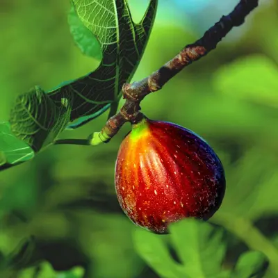 Photo of Little Ruby™ Fig Tree