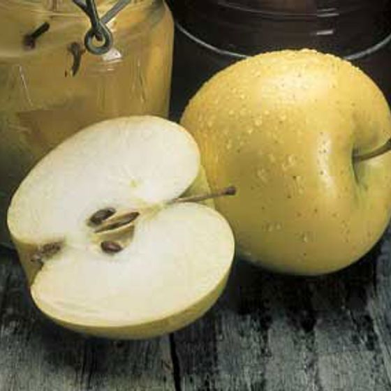 Grimes Golden Apples Information and Facts