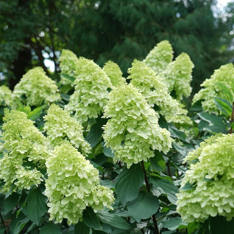 Hydrangea4937　1202 Winward Home Hydrangea in Oval Planter | Horchow