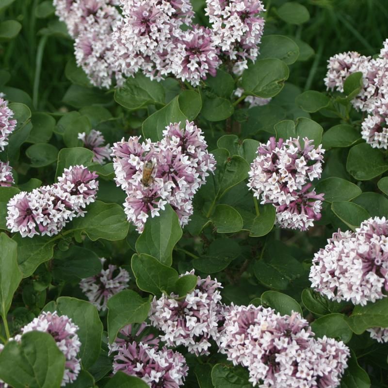 WT-OB LILAC/BLACK BRO-100 main image 0