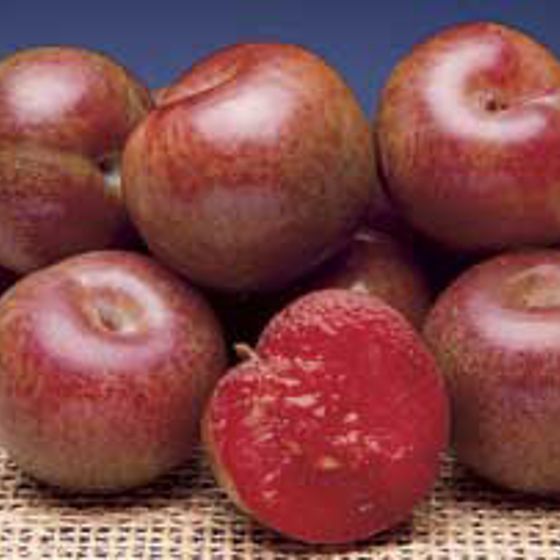 Photo of Flavor Supreme Pluot® Tree