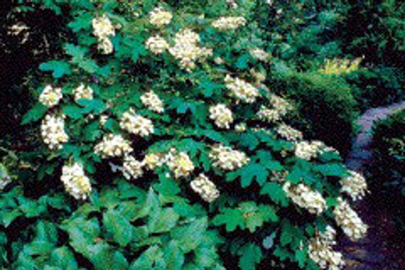 Alice Oakleaf Hydrangea - Stark Bro's
