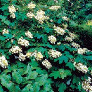 Photo of Alice Oakleaf Hydrangea