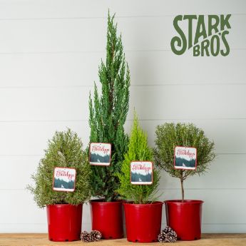 Gift Ideas