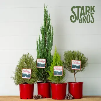 Gift Ideas
