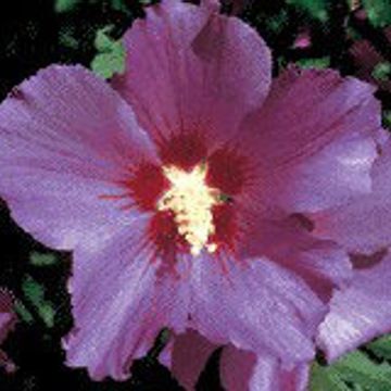 Photo of Hardy Hibiscus Shrub Violet Satin™ Plant