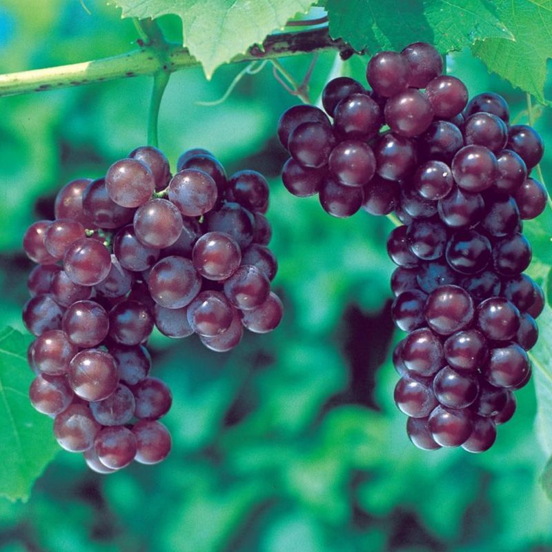 Popular Grape Vine Collection - Stark Bro's