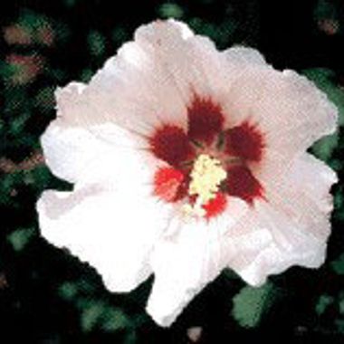 Photo of Hardy Hibiscus Shrub Blush Satin® Plant