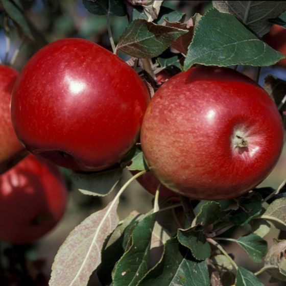 Photo of State Fair Apple Tree