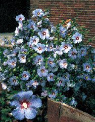 Photo of Hardy Hibiscus Shrub Blue Satin™ Plant