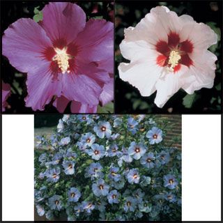 Photo of Satin Hibiscus Collection
