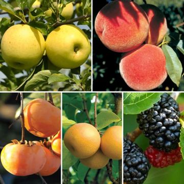 Photo of Best-Selling Potted Fruit Trees Pack