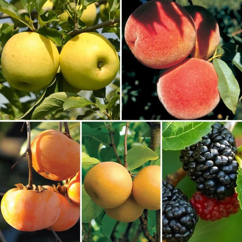 BestSelling Potted Fruit Trees Pack Stark Bro’s