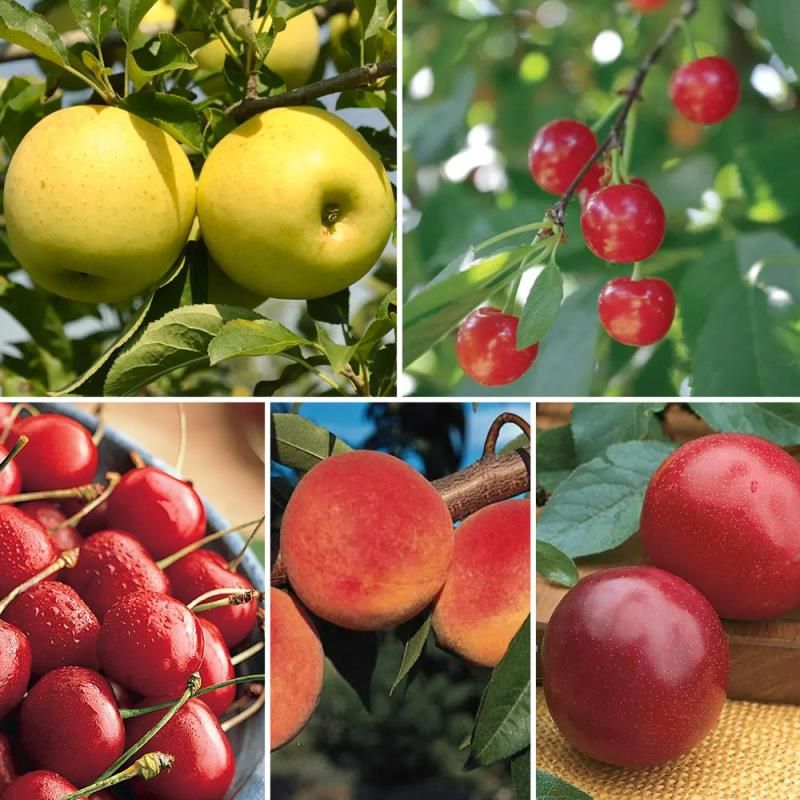 BestSelling BareRoot Fruit Tree Pack Stark Bro’s