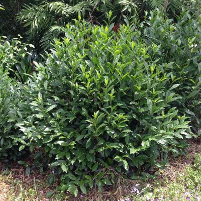 Photo of Brew-Tea-Ful™ Tea Camellia