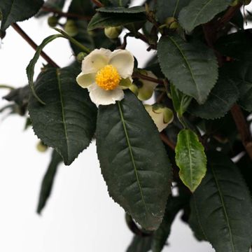 Photo of Brew-Tea-Ful™ Tea Camellia