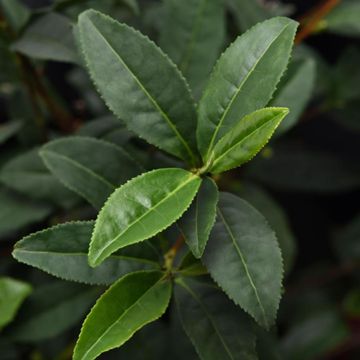Photo of Brew-Tea-Ful™ Tea Camellia