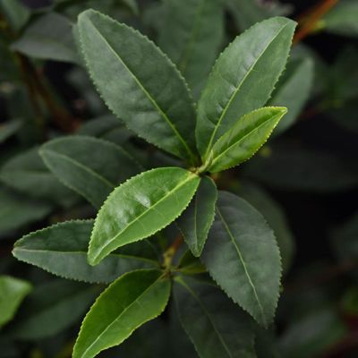 Photo of Brew-Tea-Ful™ Tea Camellia