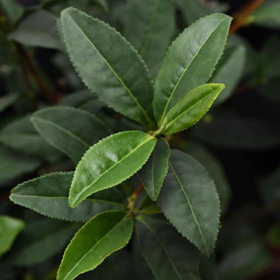 Photo of Brew-Tea-Ful™ Tea Camellia