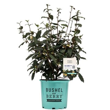 Photo of Brew-Tea-Ful™ Tea Camellia