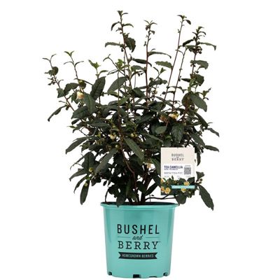 Photo of Brew-Tea-Ful™ Tea Camellia