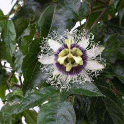 Photo of Poppin' Passion™ Passion Fruit Vine