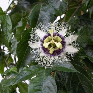 Photo of Poppin' Passion™ Passion Fruit Vine