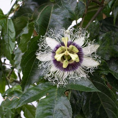 Photo of Poppin' Passion™ Passion Fruit Vine