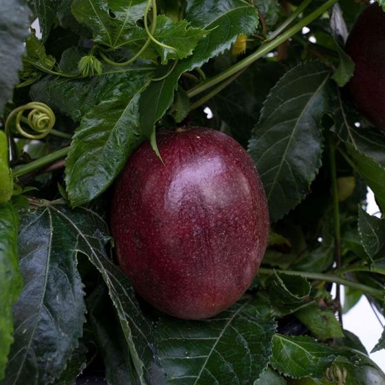 Photo of Poppin' Passion™ Passion Fruit Vine