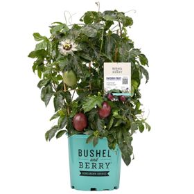 Photo of Poppin' Passion™ Passion Fruit Vine