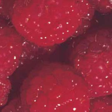 Photo of Autumn Bliss Red Raspberry Plant