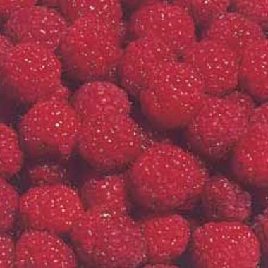 Photo of Dinkum Red Raspberry Plant
