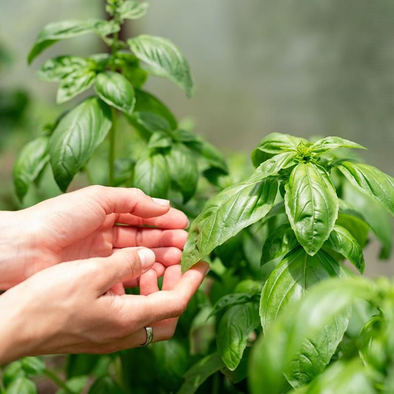 Basil Tree Rutgers Sweet Basil Seeds Are Available To Home Gardeners