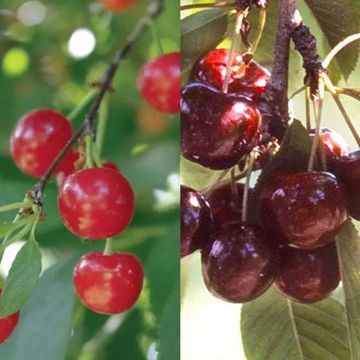 Photo of Sweet and Sour Pair of Cherries Collection