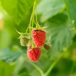 red raspberry on bush