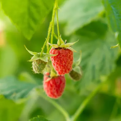 red raspberry on bush